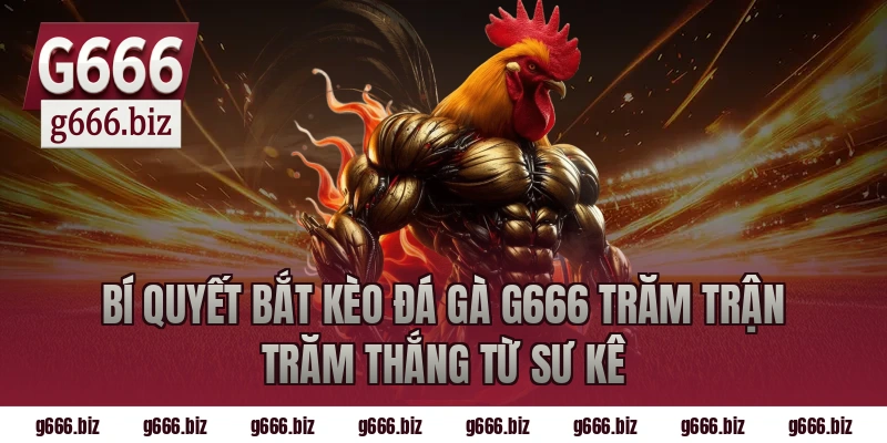 Bí Quyết Bắt Kèo Đá Gà G666 Trăm Trận Trăm Thắng Từ Sư Kê