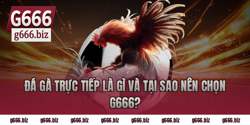 Đá gà trực tiếp là gì và tại sao nên chọn g666?