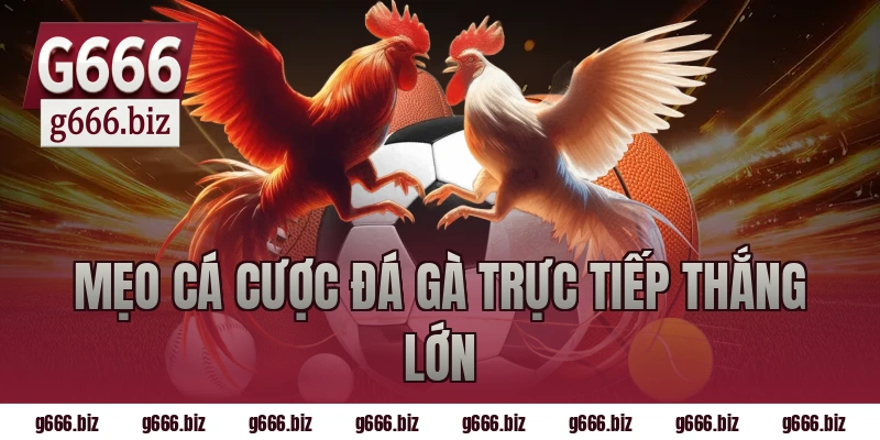 Mẹo cá cược đá gà trực tiếp thắng lớn