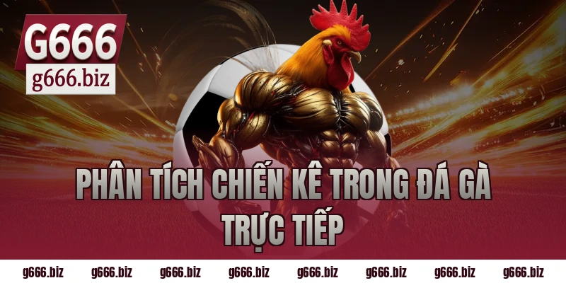 Phân tích chiến kê trong đá gà trực tiếp